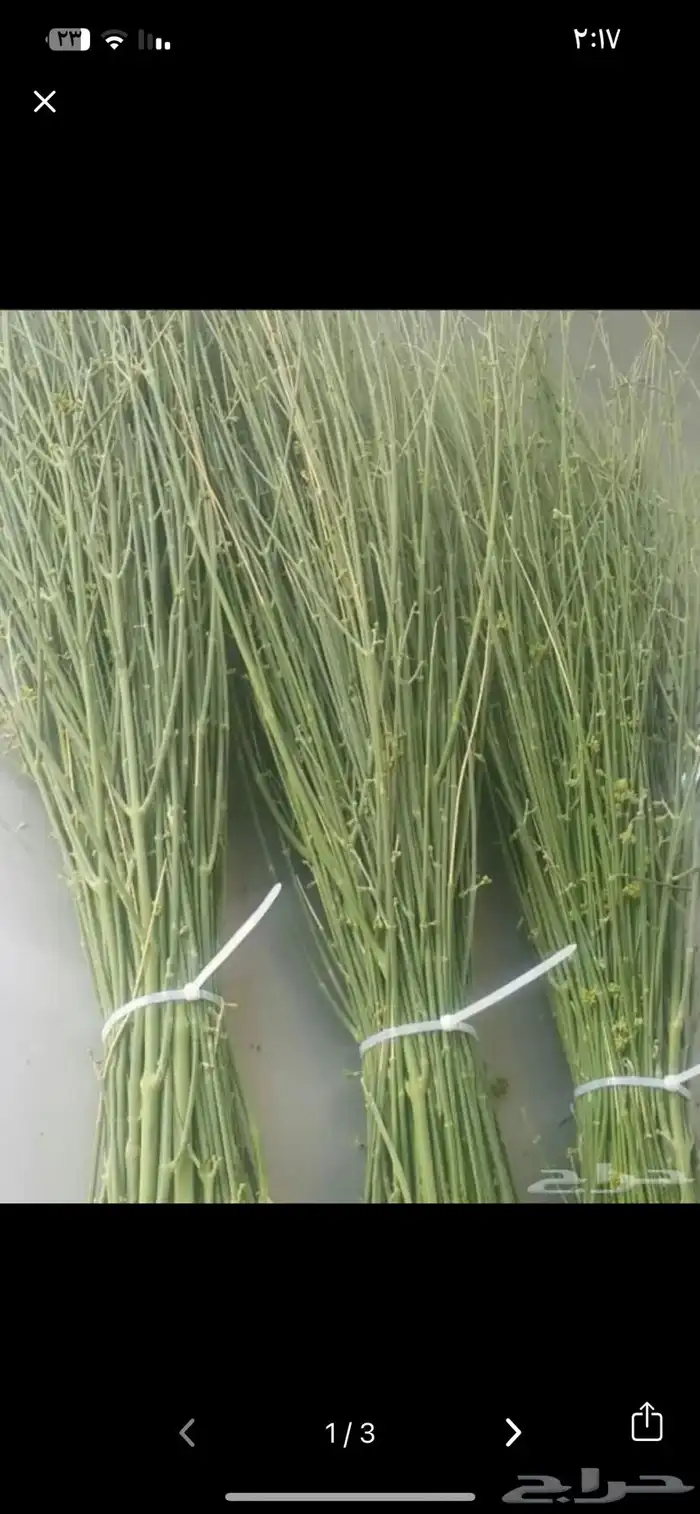 مرخ طازج يومي 1