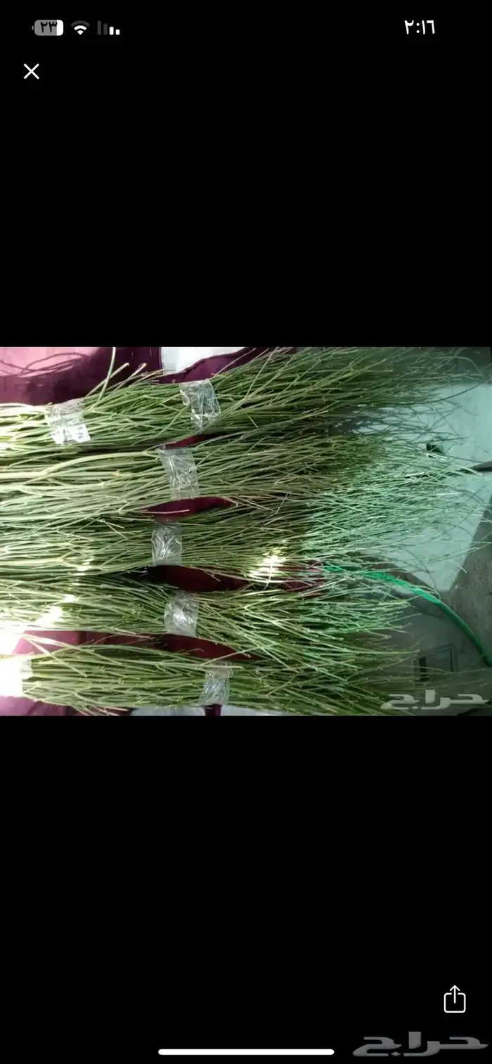 مرخ طازج يومي 0