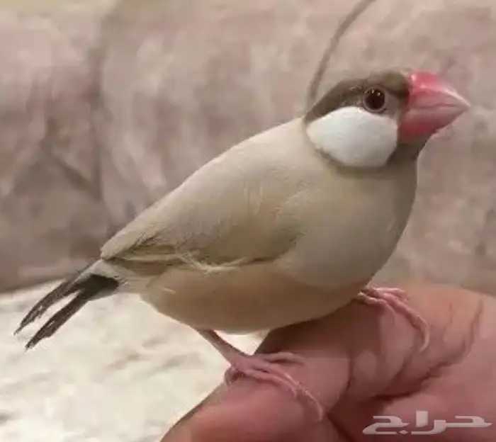 جاوا كريمي عيون حمر احجام سوبر جامبو ( تم البيع ) 0