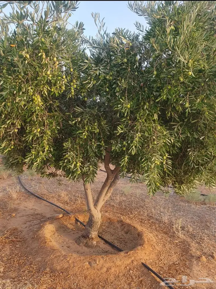 شجر زيتون للبيع 2