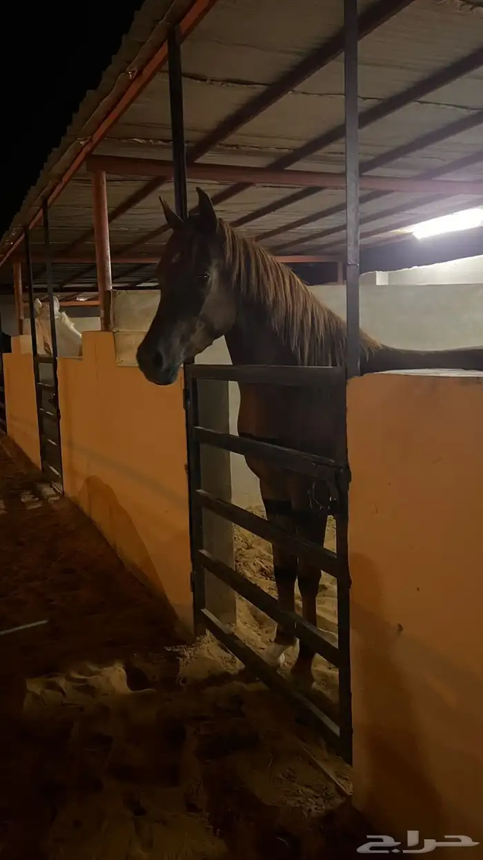 مربط ابلق 2