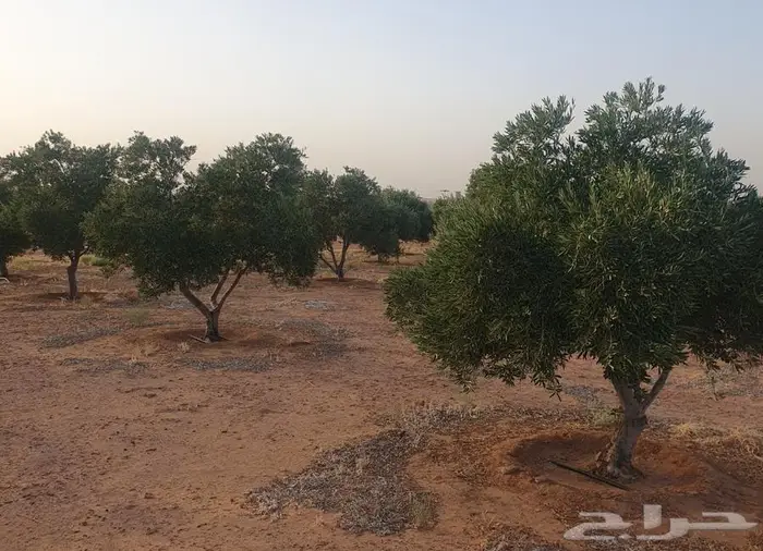 شجر زيتون للبيع 5