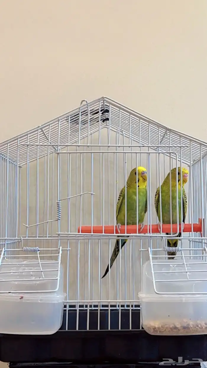 بجوز بادجي 1