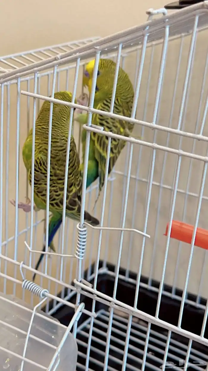 بجوز بادجي 3