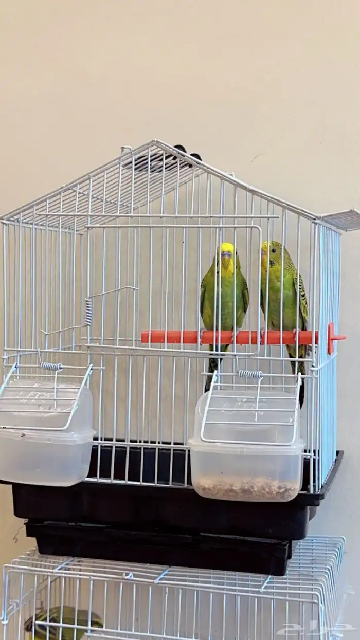 بجوز بادجي 0