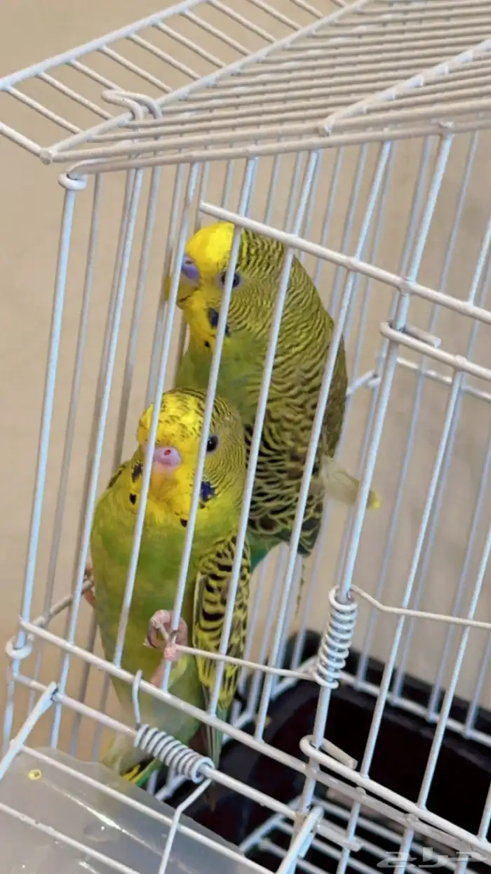 بجوز بادجي 2