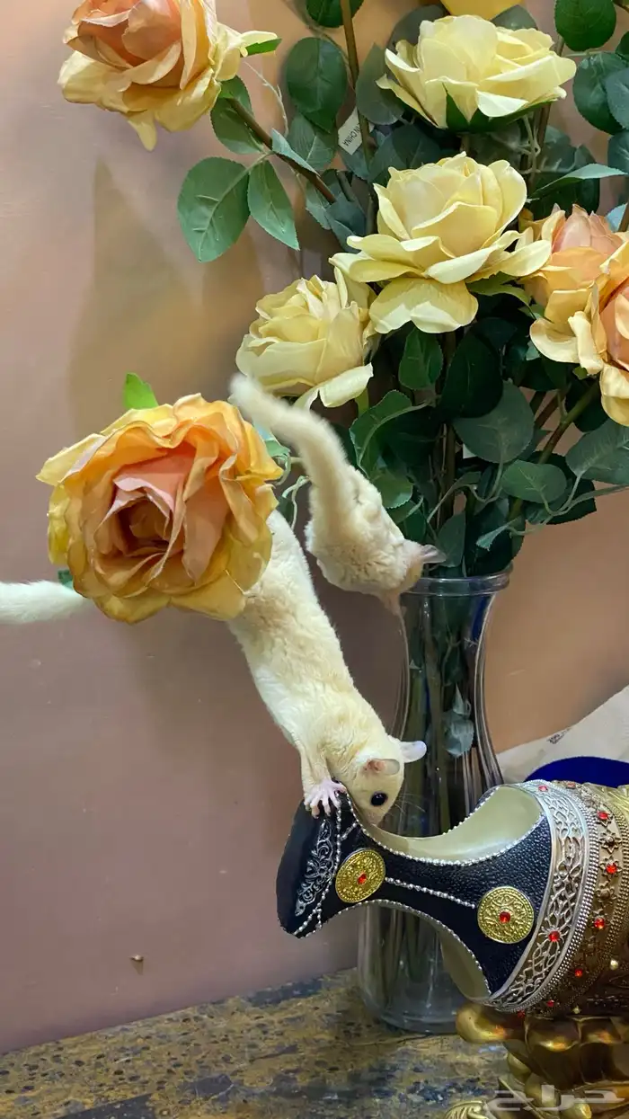 سناجب زوج 9
