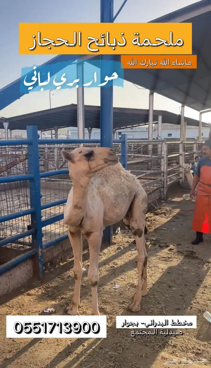 ملحمة ذبائح الحجاز-مخطط البدراني-بجوار صيدلية المجتمع 1