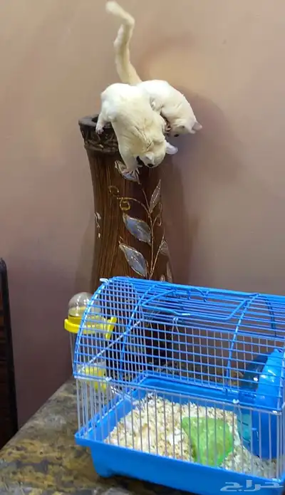 سناجب زوج 6