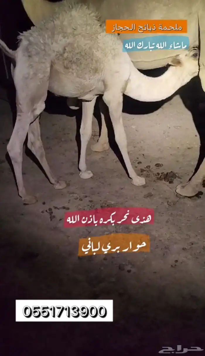 ملحمة ذبائح الحجاز-مخطط البدراني-بجوار صيدلية المجتمع 15