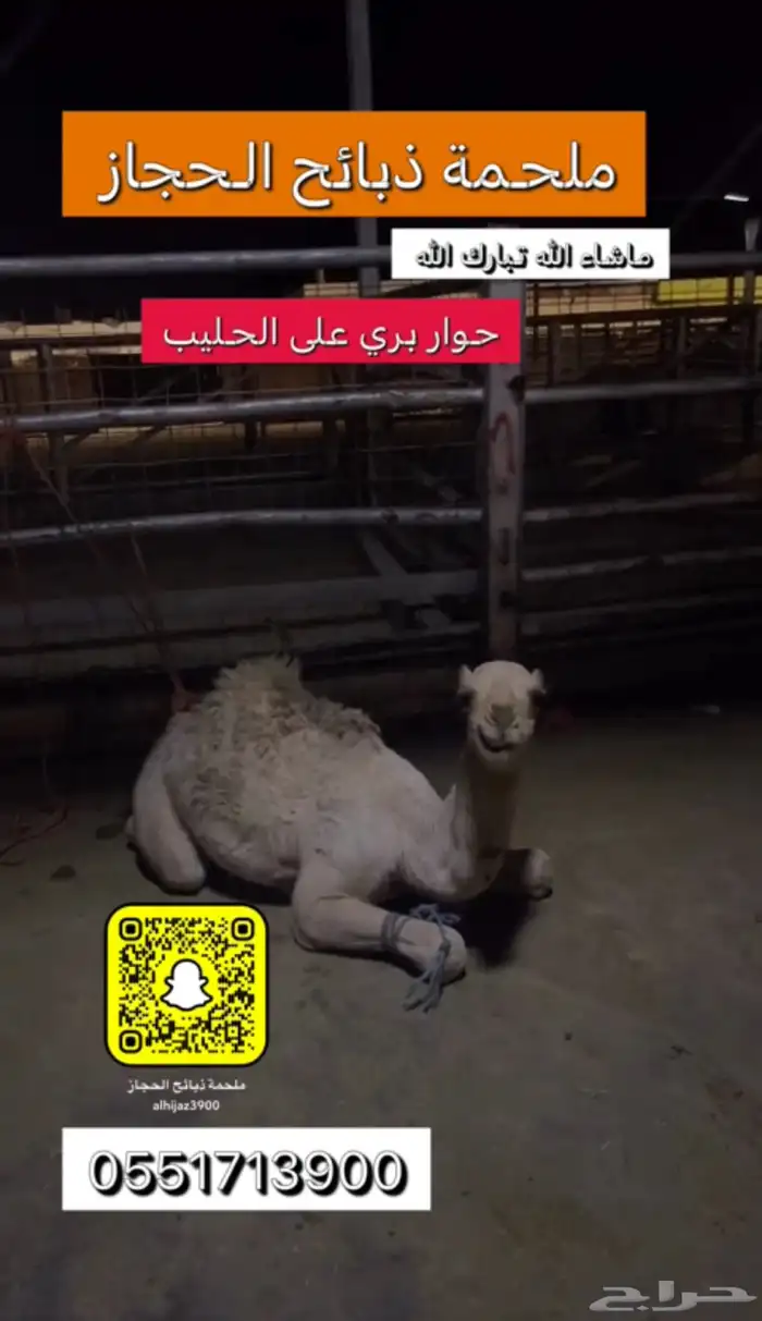 ملحمة ذبائح الحجاز-مخطط البدراني-بجوار صيدلية المجتمع 0