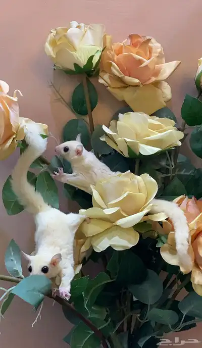 سناجب زوج 2