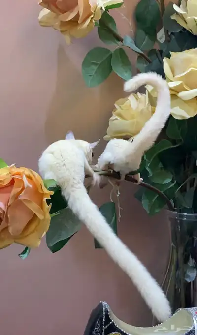 سناجب زوج 1