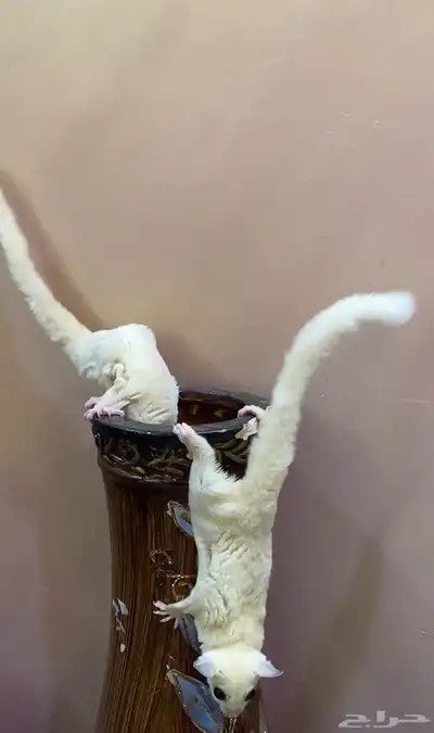 سناجب زوج 5