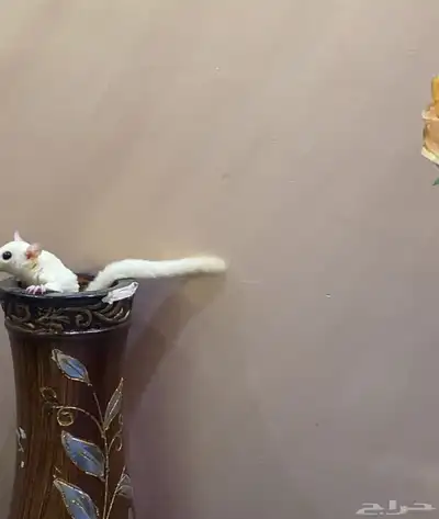 سناجب زوج 4