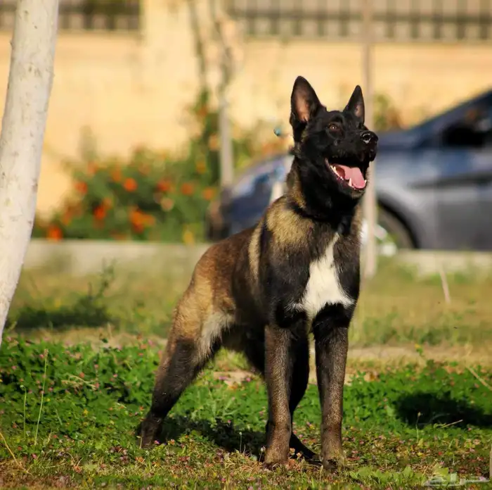 فندقة كلاب 1