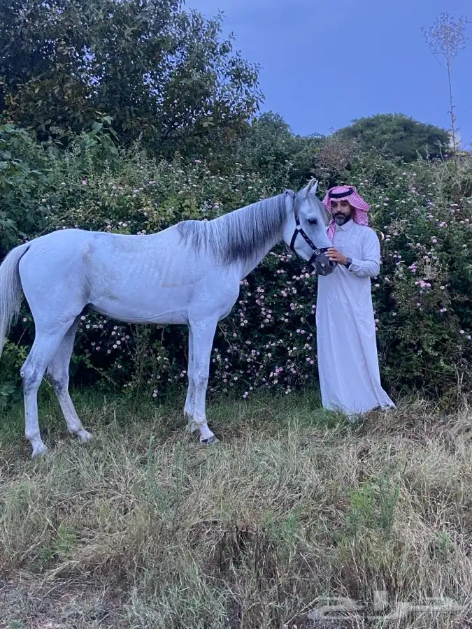 خيل للبيع بلجرشي 1