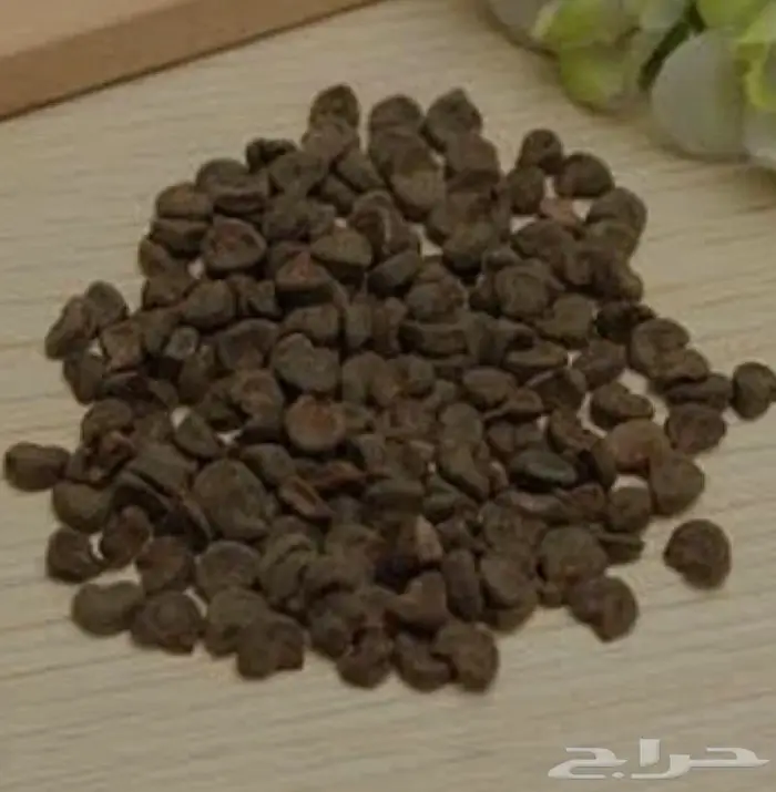 بذور كركدية للبيع 1