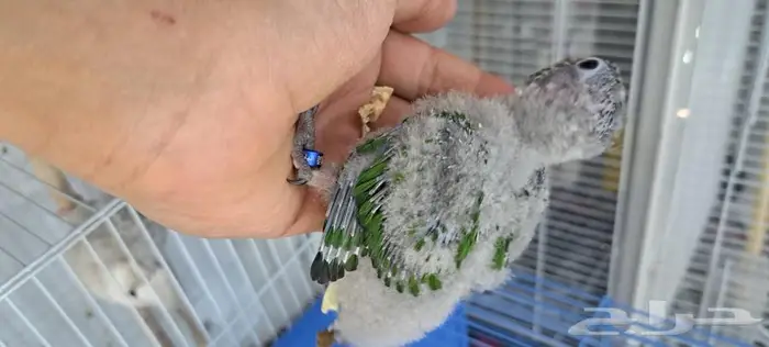 كنيور غر. تم البيع 0