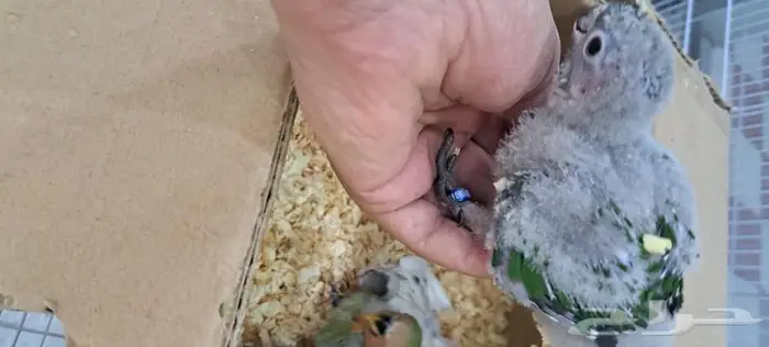 كنيور غر. تم البيع 1