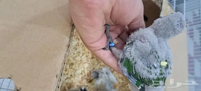 كنيور غر. تم البيع 2