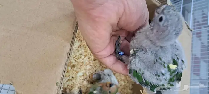 كنيور غر. تم البيع 3