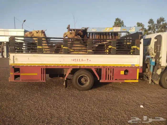 دنا لنقل الابل 0