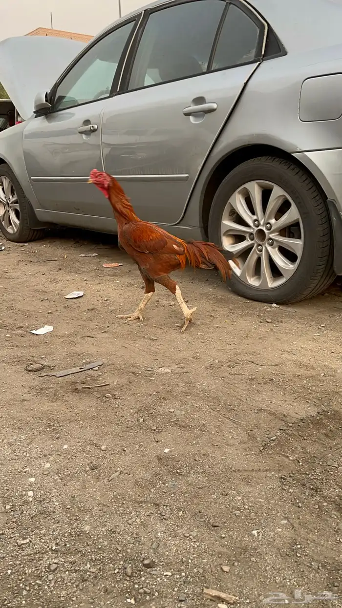 ديك بكستاني 0