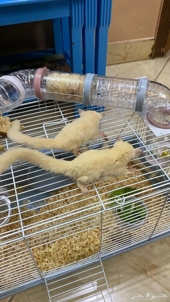 زوج سناجب ابيض 7