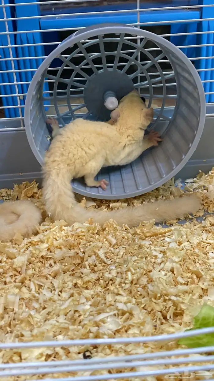 زوج سناجب ابيض 5