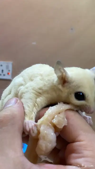 زوج سناجب ابيض 2