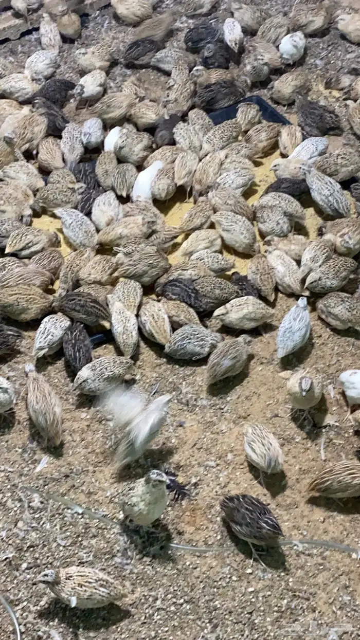 سمان العمر 40 يوم 2