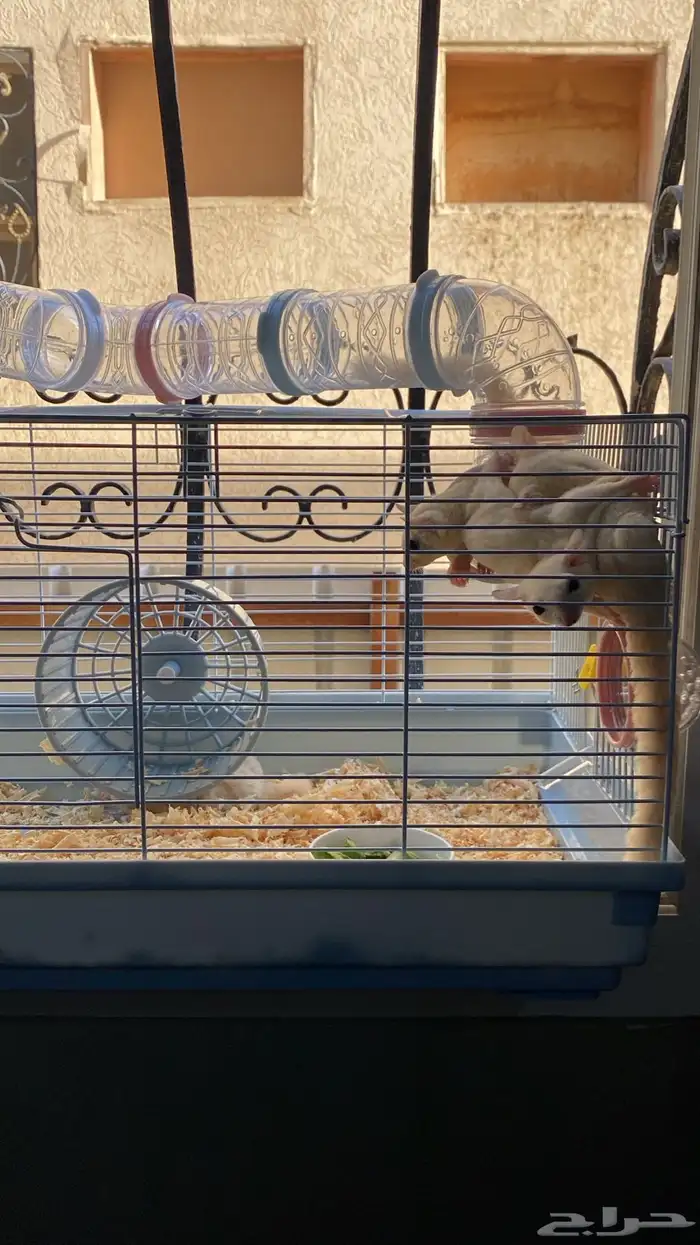 زوج سناجب ابيض 1