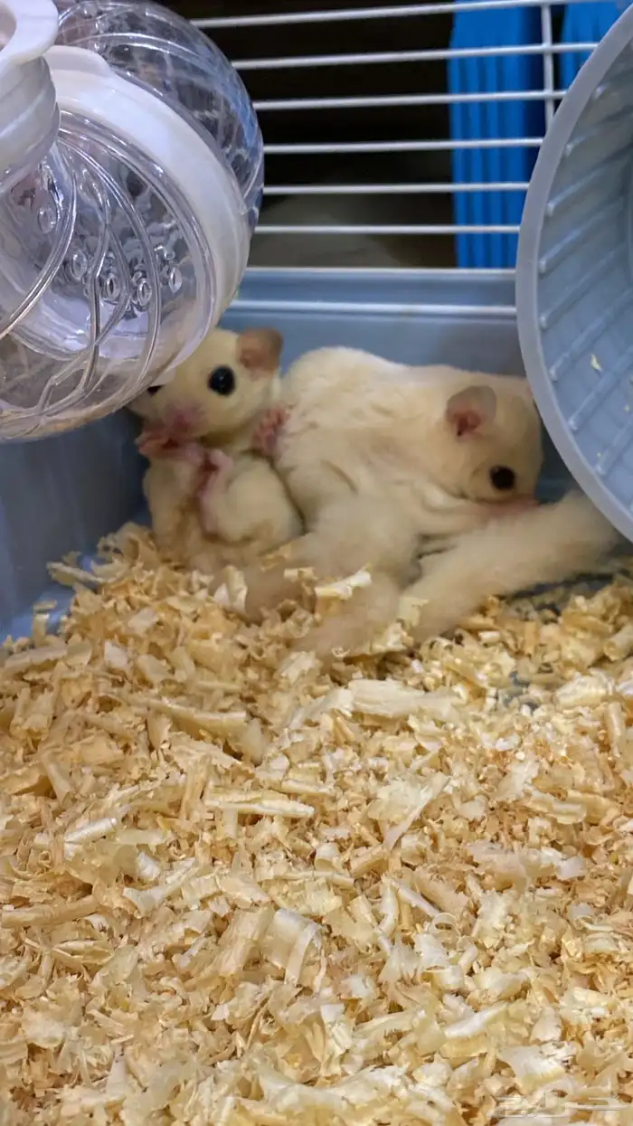 زوج سناجب ابيض 6