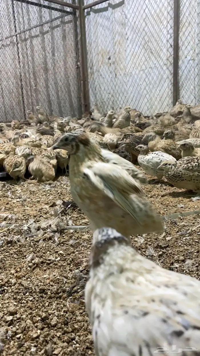 سمان العمر 40 يوم 0