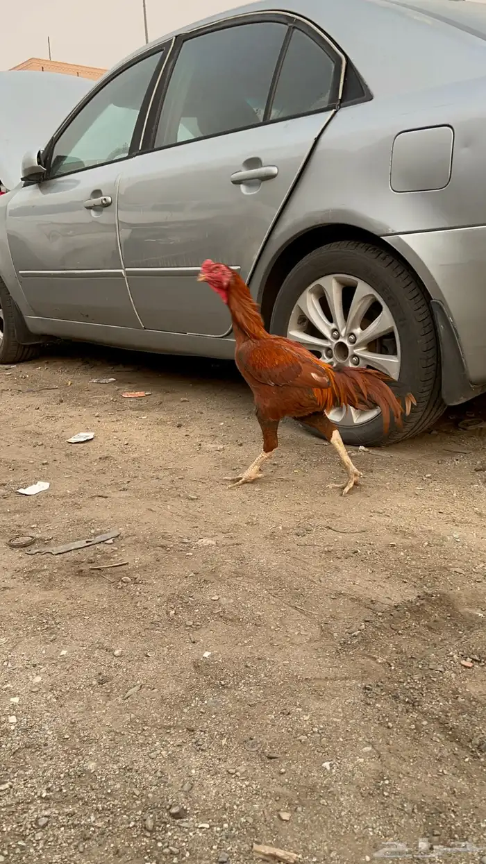 ديك بكستاني 1