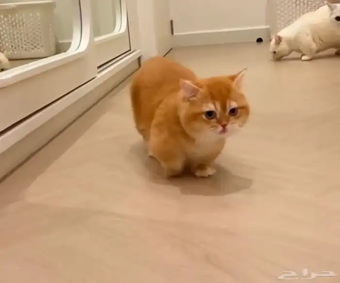 قط سكوتش ستريت منشكن قصير الأطراف ( للتزاوج ) 1