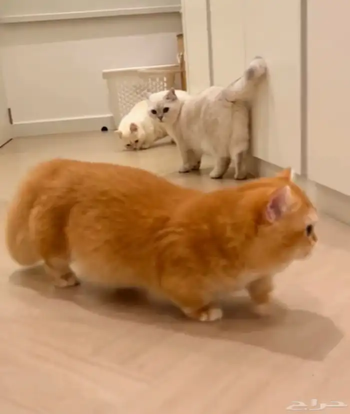 قط سكوتش ستريت منشكن قصير الأطراف ( للتزاوج ) 0