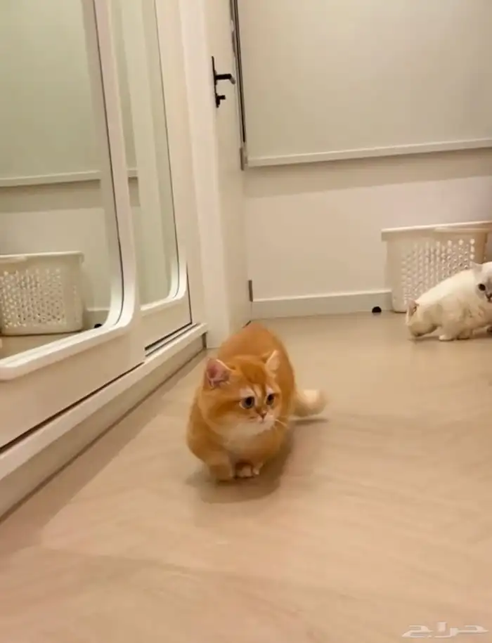 قط سكوتش ستريت منشكن قصير الأطراف ( للتزاوج ) 2