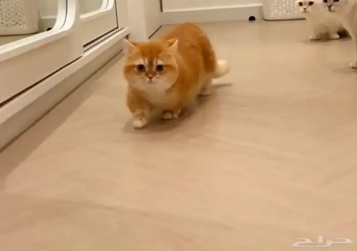 قط سكوتش ستريت منشكن قصير الأطراف ( للتزاوج ) 3