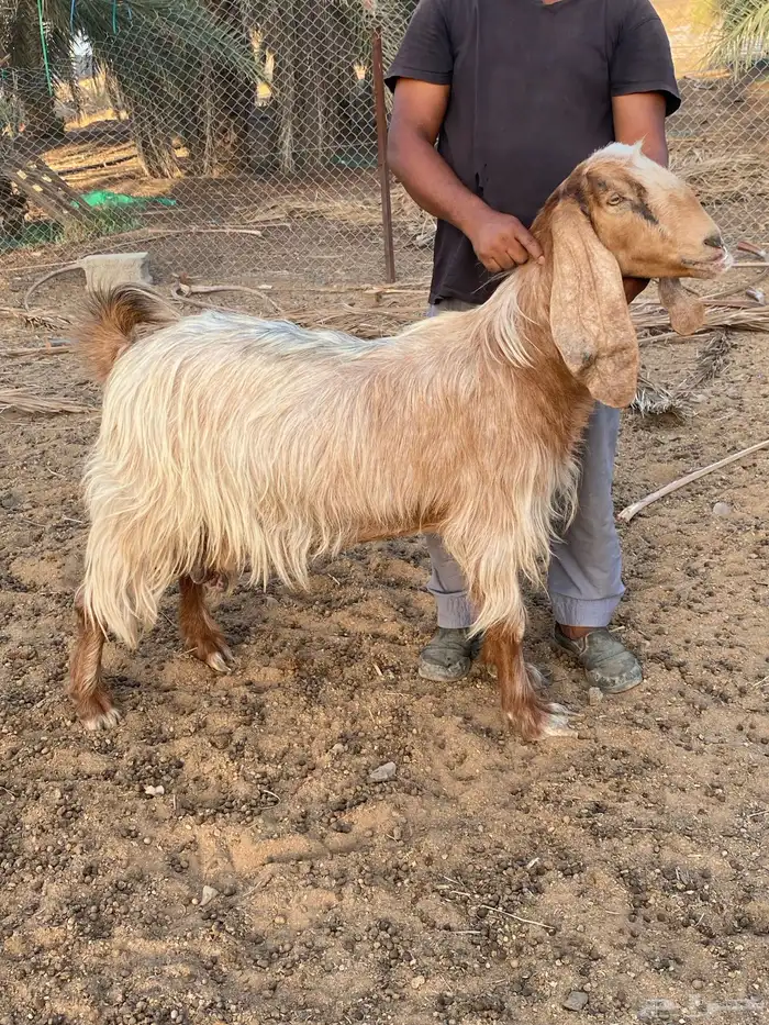 معزا مصريات صنف (تم البيع) 7