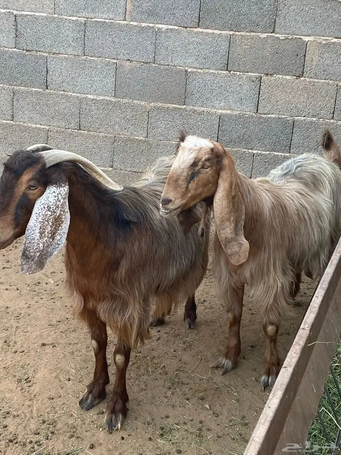 معزا مصريات صنف (تم البيع) 11