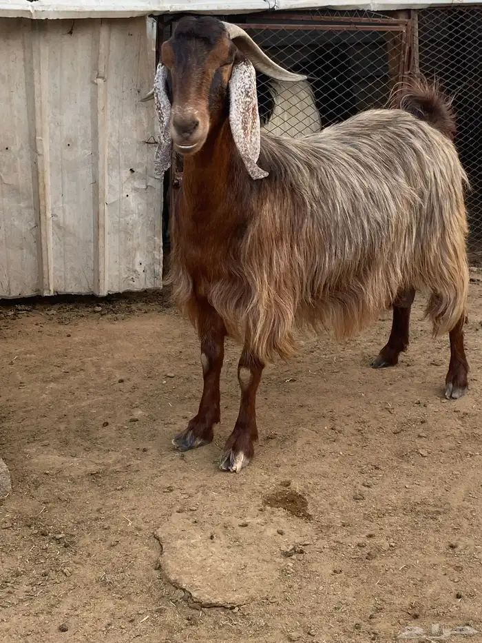 معزا مصريات صنف (تم البيع) 15