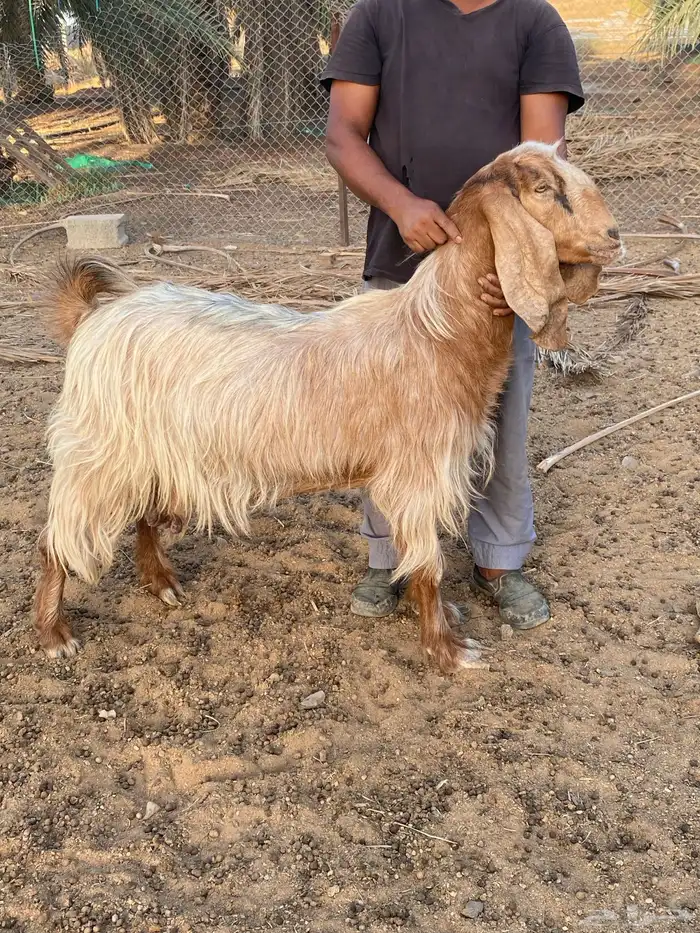 معزا مصريات صنف (تم البيع) 9