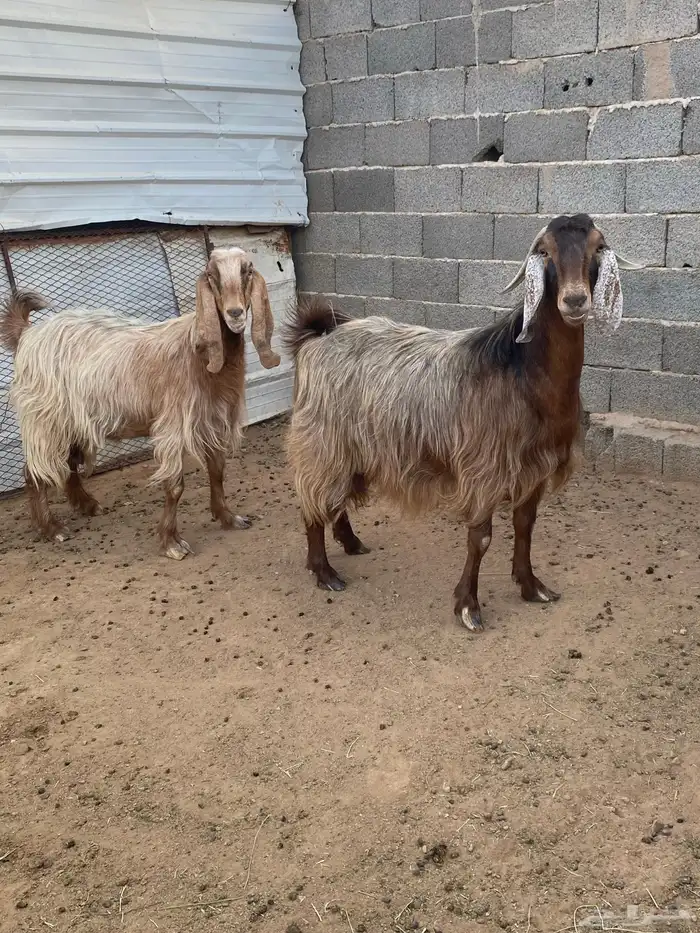 معزا مصريات صنف (تم البيع) 0