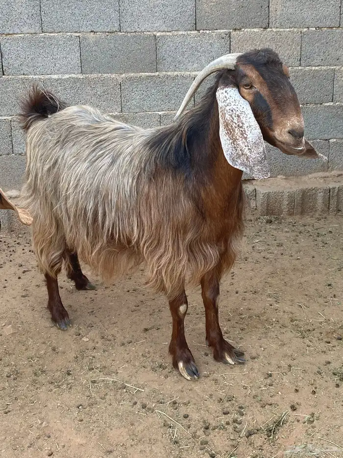 معزا مصريات صنف (تم البيع) 17