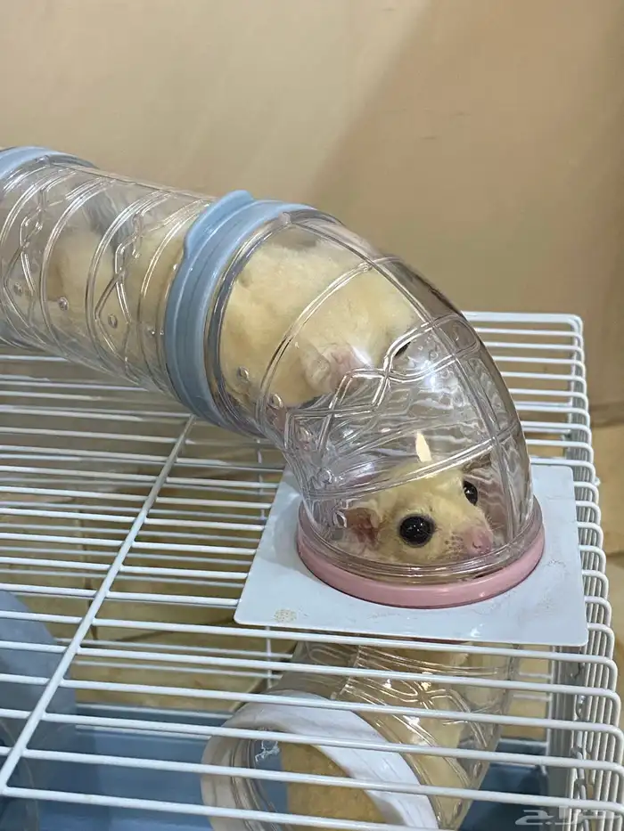 زوج سناجب ابيض 9