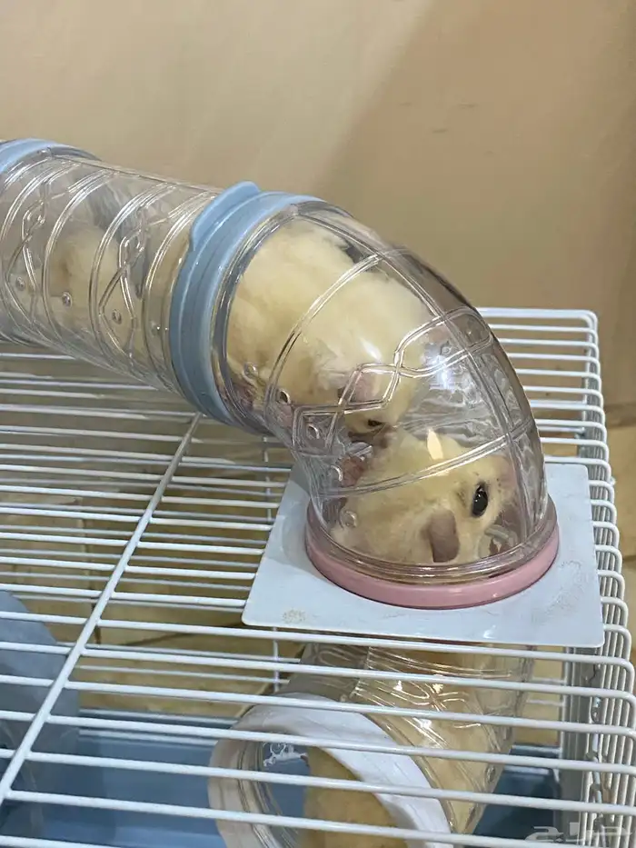 زوج سناجب ابيض 12