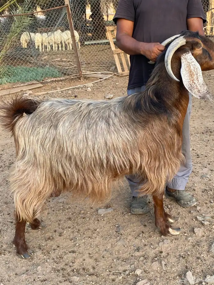 معزا مصريات صنف (تم البيع) 8