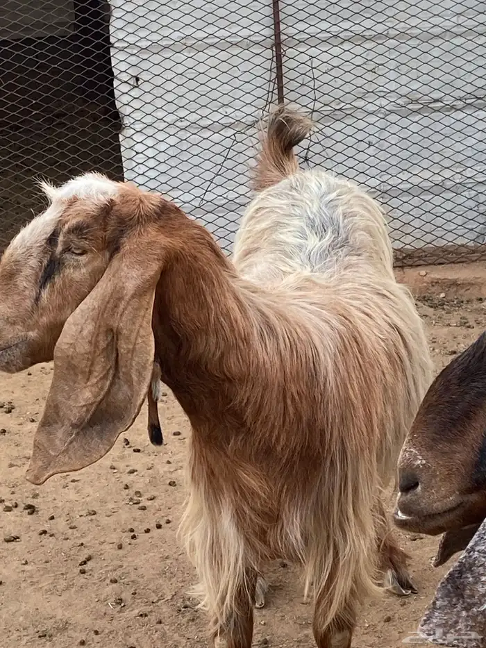 معزا مصريات صنف (تم البيع) 14